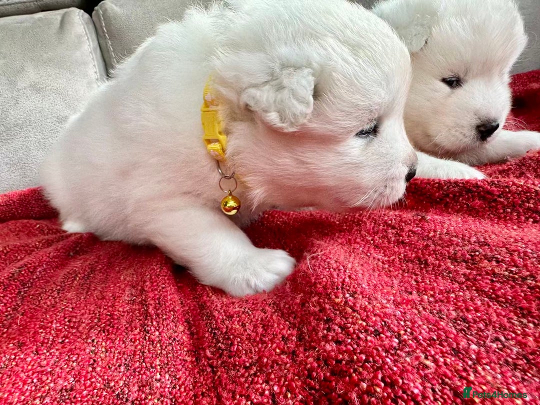 Samoyed dogs for sale: 🐾Adorable Samoyed puppies-ready soon! - Image 6