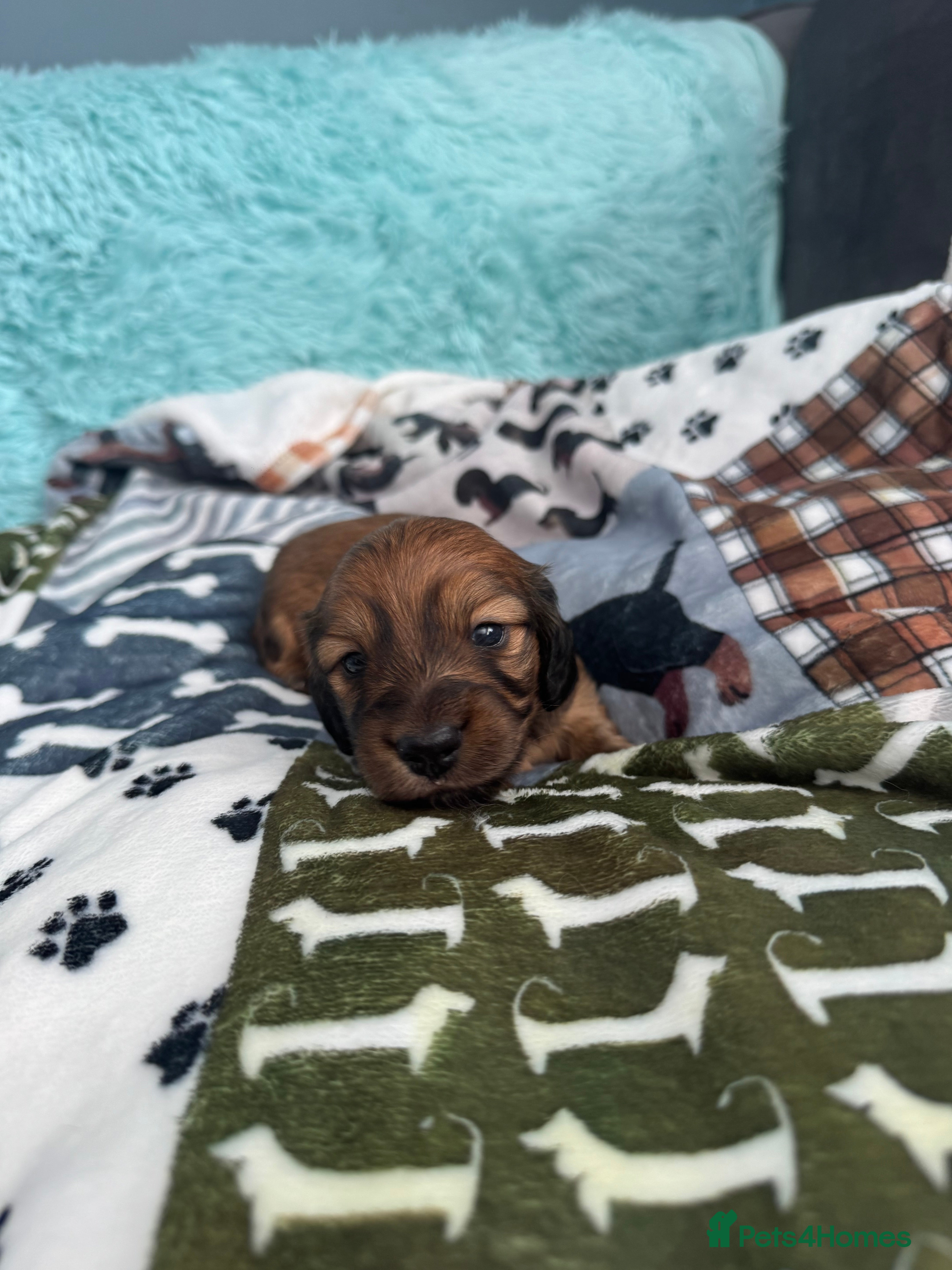 Miniature Dachshund dogs  LONG HAIR MINI DOXIE / RUSSIAN CHAMP BLOODLINE - Advert 2