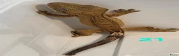 Gecko reptiles for sale: Current reptiles available  - Advert 9