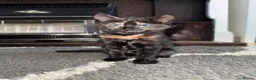 Mixed Breed cats for sale: 2 kittens for adoption  - Advert 5