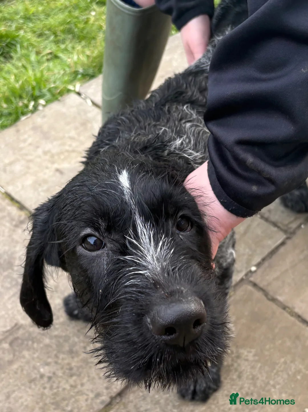 German Wirehaired Pointer dogs for sale: German wiredhaired pointer pups  - Advert 2