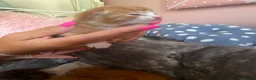 Mixed Breed cats for sale: Beautiful kittens  - Advert 3