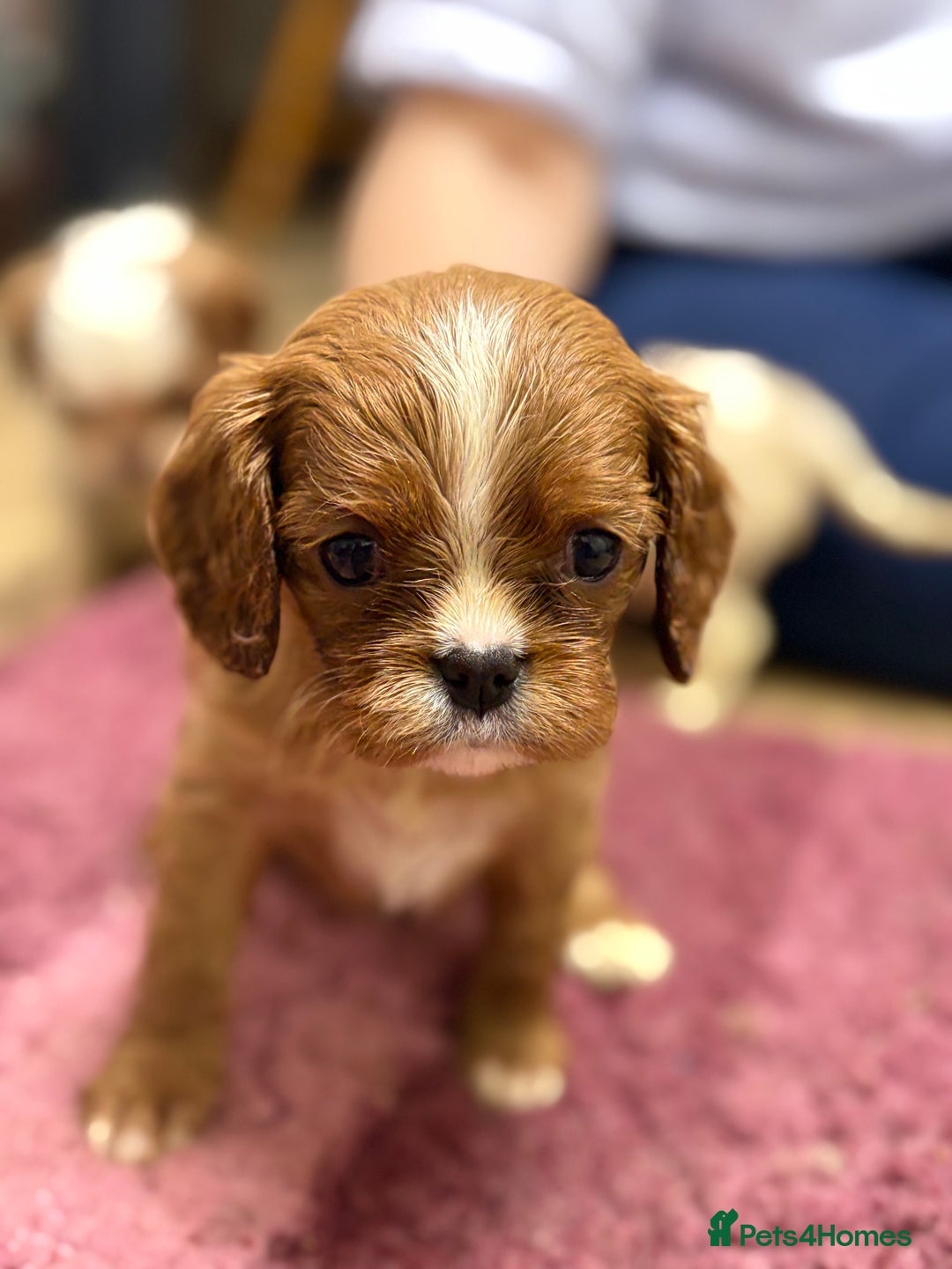 Cavalier King Charles Spaniel dogs for sale: Specialist Health Tested Cavalier King Charles  - Advert 15