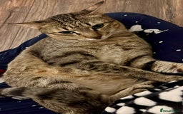 Arabian Mau cats for adoption: Kevin is looking for his human  - Advert 7