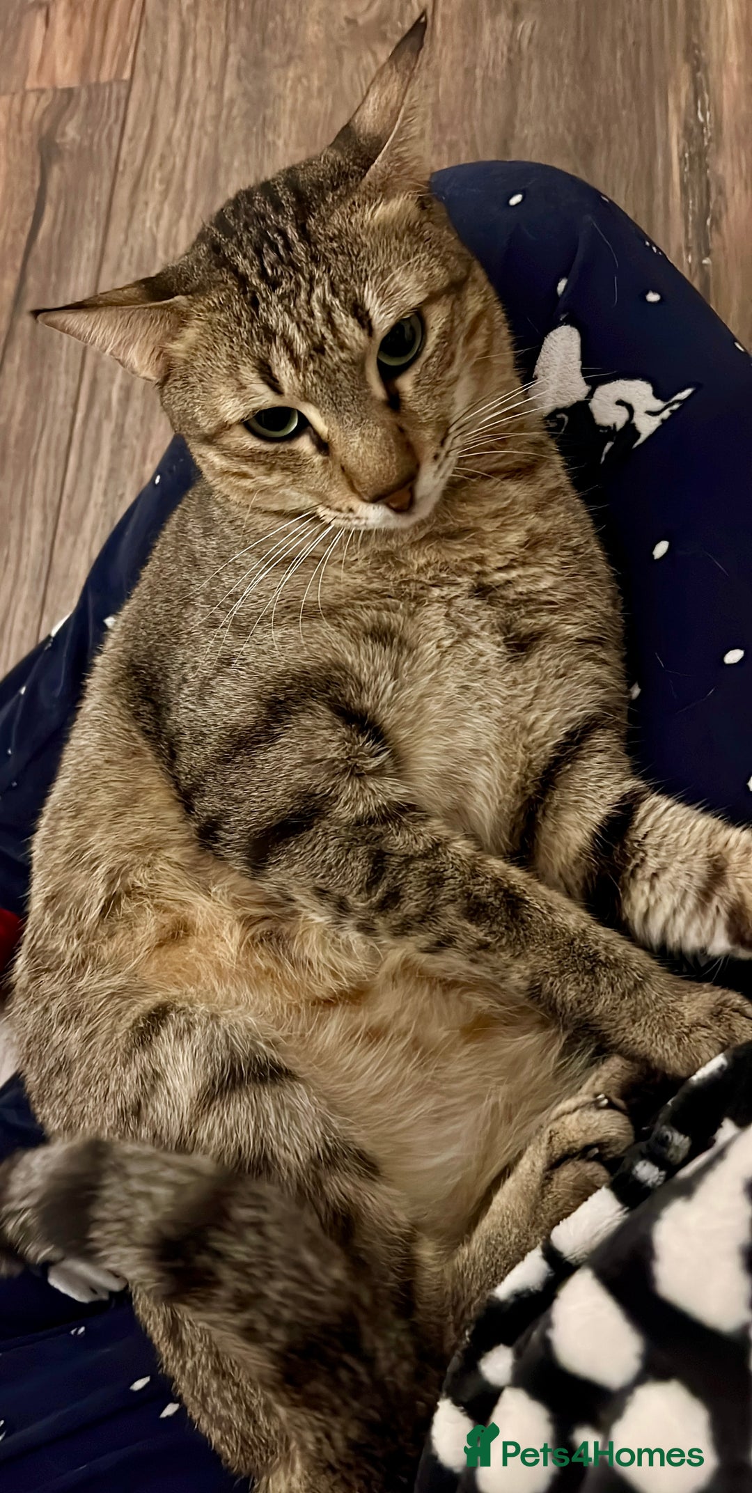 Arabian Mau cats for adoption: Kevin is looking for his human  - Advert 7