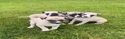 Whippet dogs for sale: Stunning Fawn Whippet Pups  in Winkleigh - Advert 4