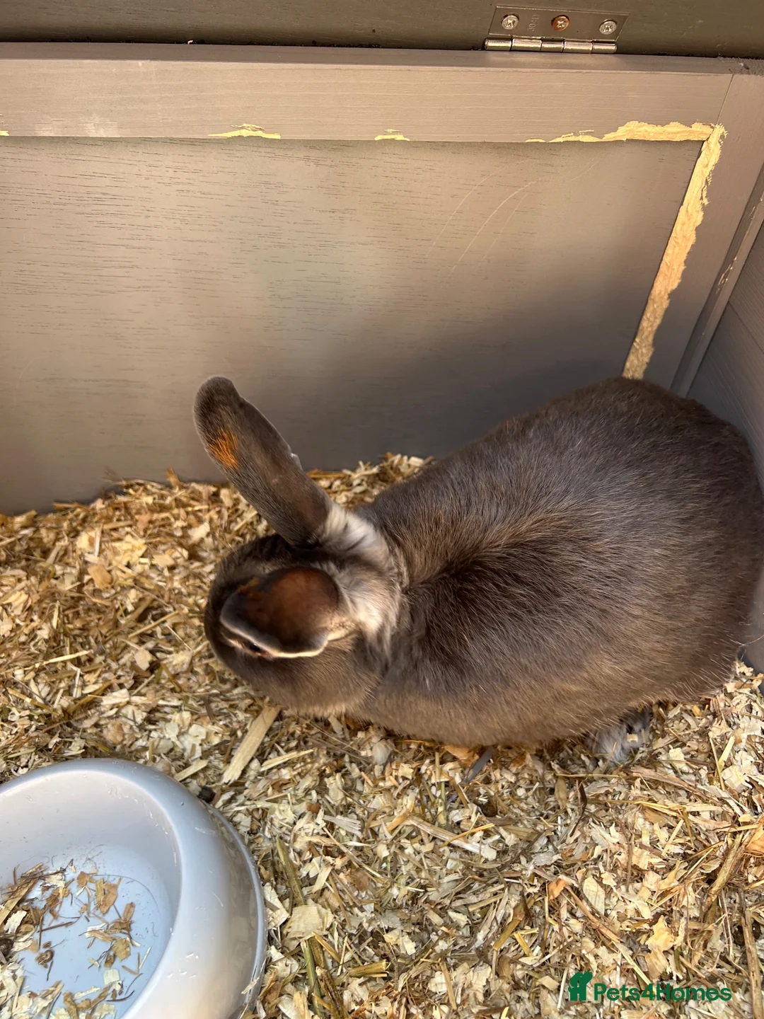 Mixed Breed rabbits for sale: Buddy  - Advert 4