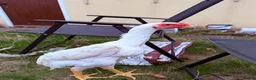 Chickens poultry for sale: WHITE O SHAMO CHICKENS - Advert 4