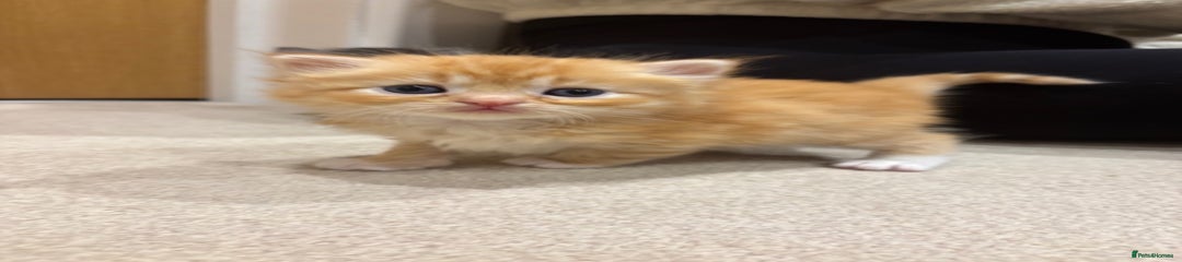 Persian Kitten 4