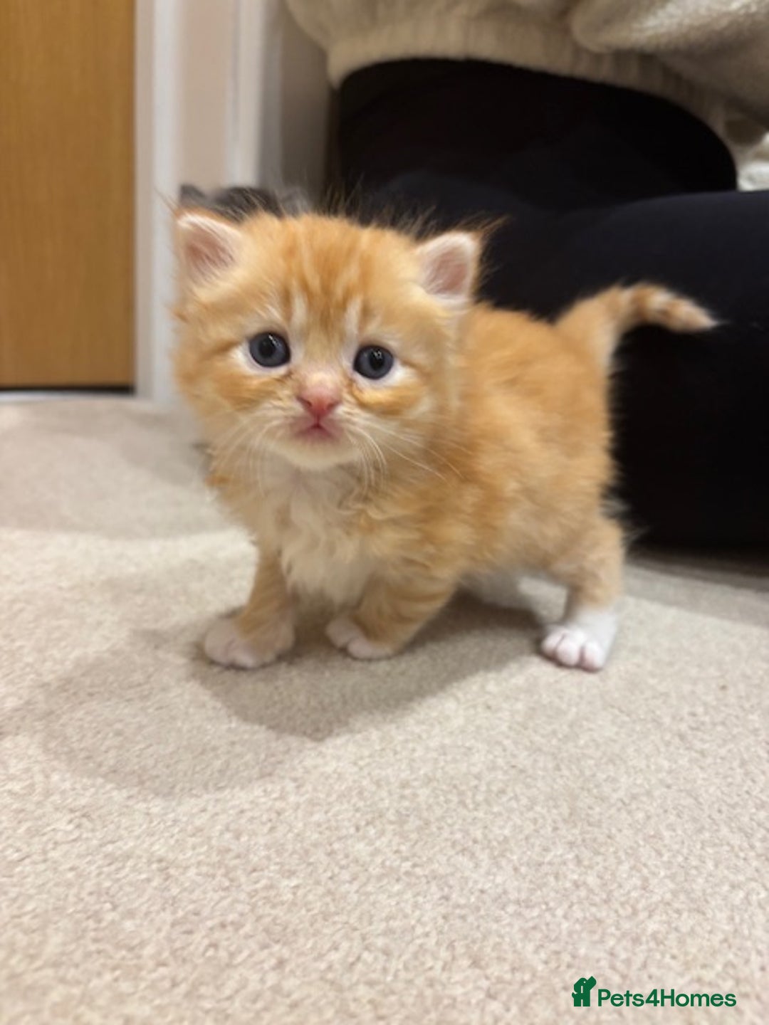 Persian cats for sale: Persian Cross Kittens - GCCF Registered parents - Image 14