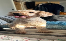 Yorkiepoo dogs for sale: Yorkiepoo puppies for sale - Image 15