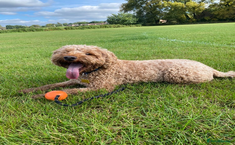 Cockapoo dogs - Advert 5