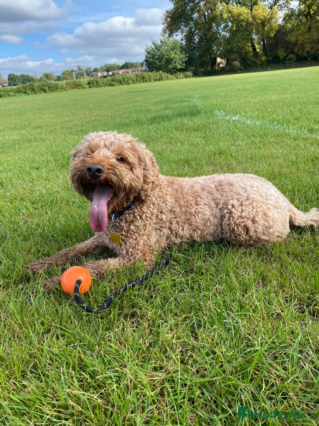 Cockapoo dogs for sale: Cockapoo - Image 1