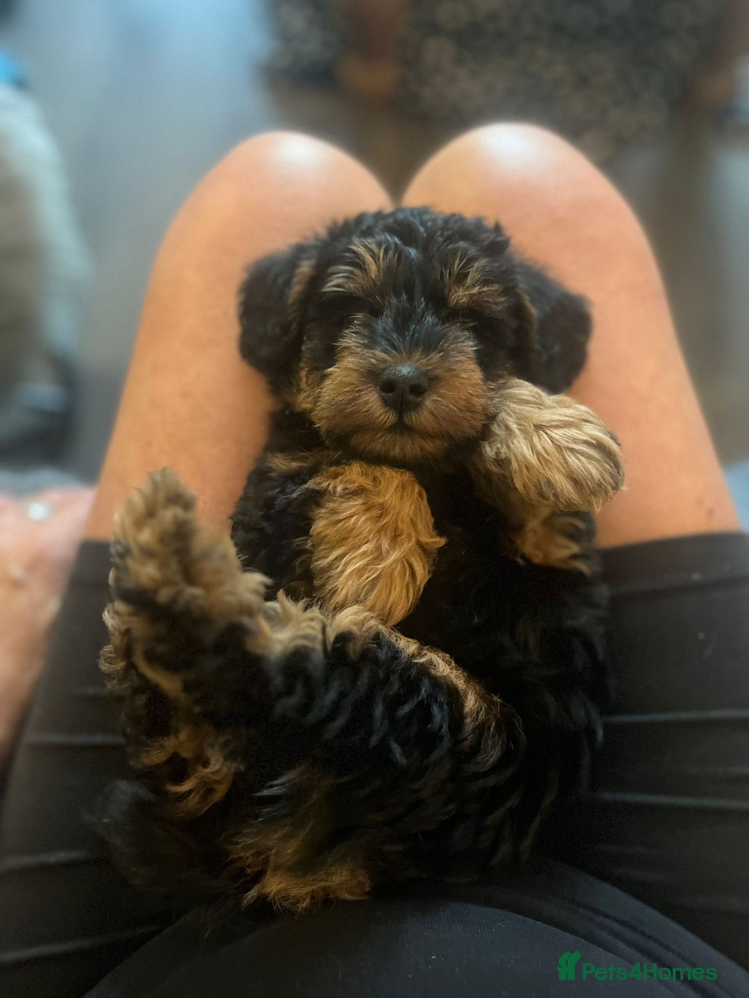 Schnoodle dogs for sale: BEAUTIFUL SCHNOODLE PUPPIES 🐶❤️ - Image 13