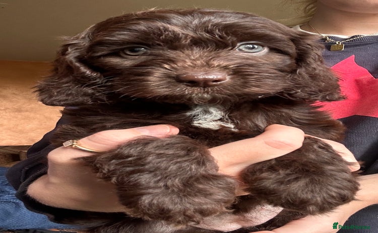 Cockapoo dogs - Advert 1