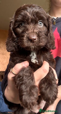 Cockapoo dogs - Advert 1