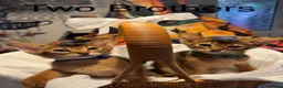 Abyssinian cats for sale: Five Abyssinian kittens with lots of love to give - Advert 10