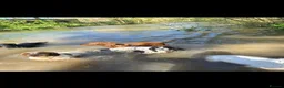 Mixed Breed dogs for sale: Clumber cocker springer cross - Advert 9