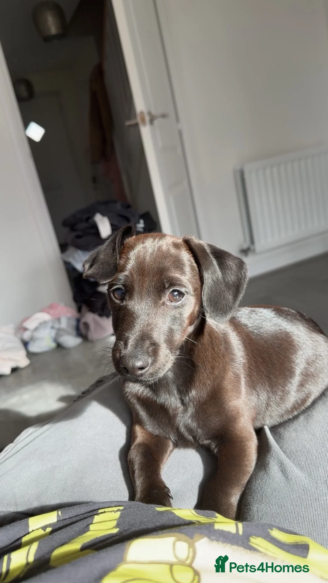 Jackshund dogs for sale: Miniature dachshund and Jack Russell mixed.  in Ellesmere Port - Advert 1