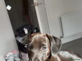 Jackshund dogs Miniature dachshund and Jack Russell mixed. - Advert 16