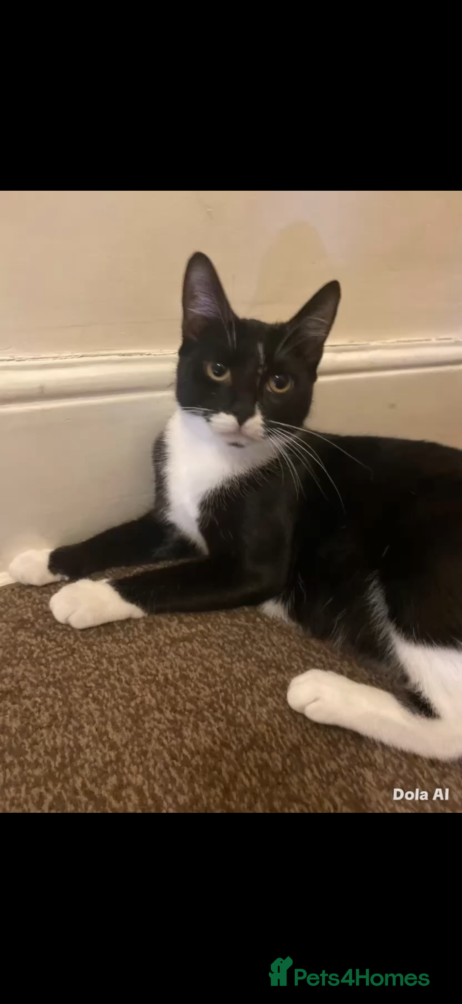 Mixed Breed cats Kittens for sale  - Advert 1