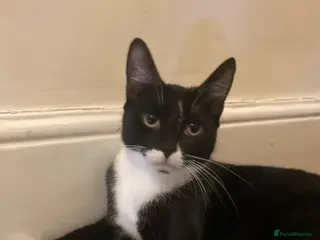 Mixed Breed cats Kittens for sale - Advert 2