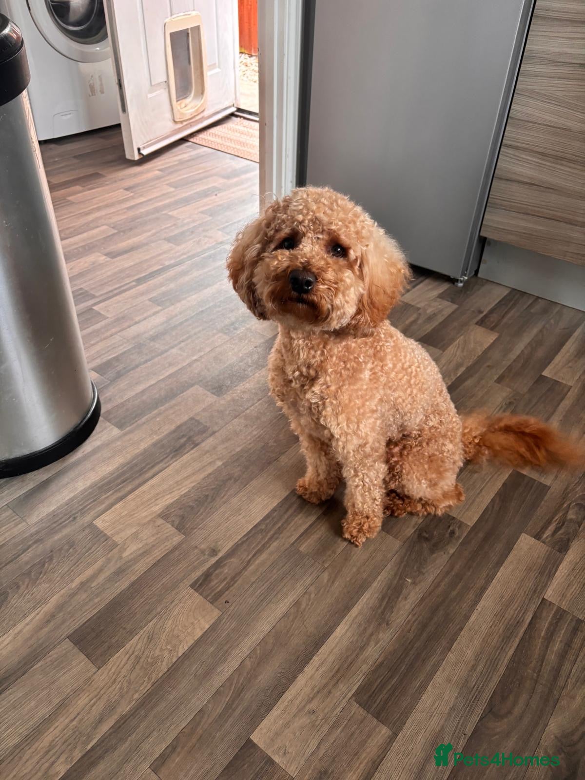 Poochon dogs Baloo in Ellesmere - Advert 1