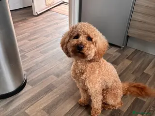 Poochon dogs Baloo in Ellesmere - Advert 1