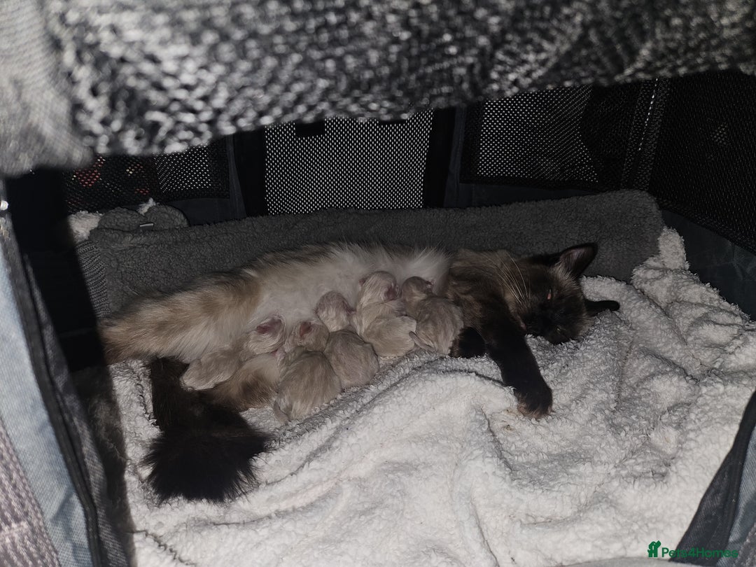 Ragdoll cats for sale: Ragdoll kittens (2 boys only) - Advert 12