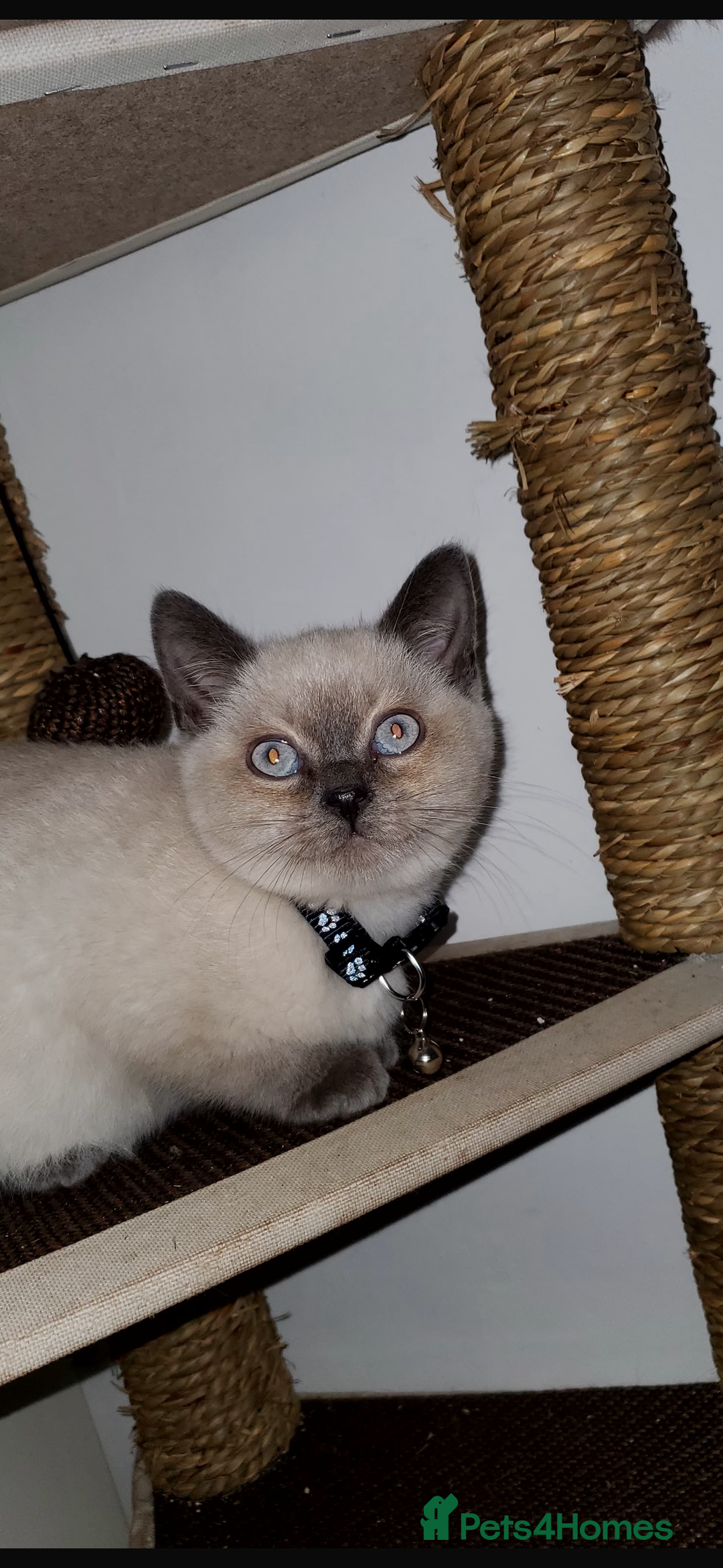 British Shorthair cats for sale: British shorthairs for sale - Advert 4