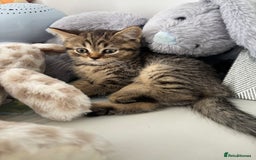 Scottish Fold cats for sale: 😻Beautiful Scottish straight boy 😻 - Image 3