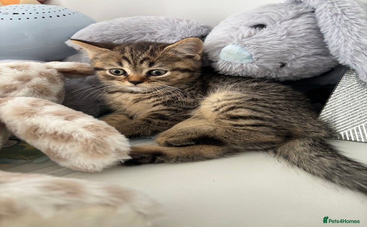 Scottish Fold cats - Advert 9