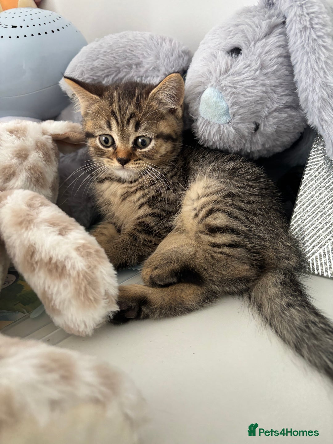 Scottish Fold cats for sale: 😻Beautiful Scottish straight boy 😻 - Image 3