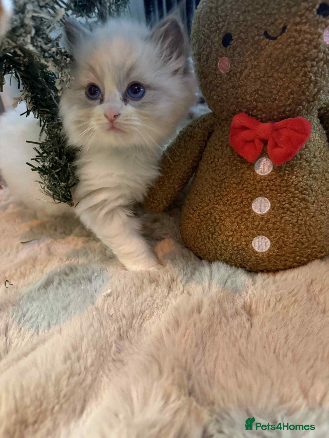 Ragdoll cats for sale: Stunning GCCF ragdolls - Advert 1