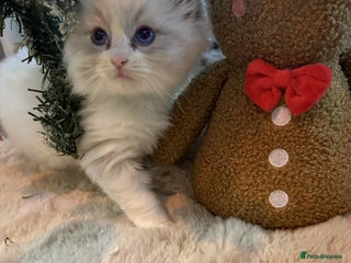 Ragdoll cats Stunning GCCF ragdolls - Advert 2