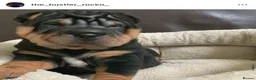 Shar Pei dogs for stud: THE HUSTLER BLACK AND TAN KC  in Scunthorpe - Advert 7