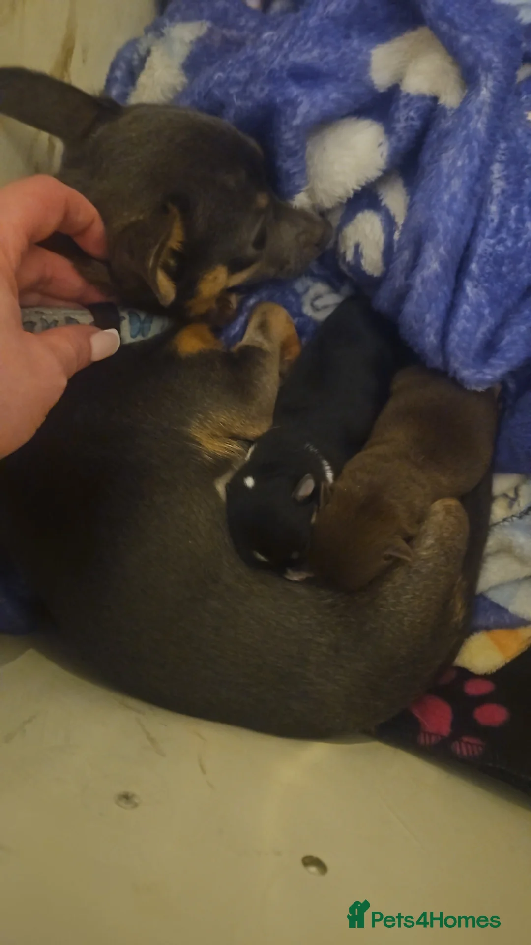 Chihuahua dogs for sale: 2xmale chihuahua  - Advert 2