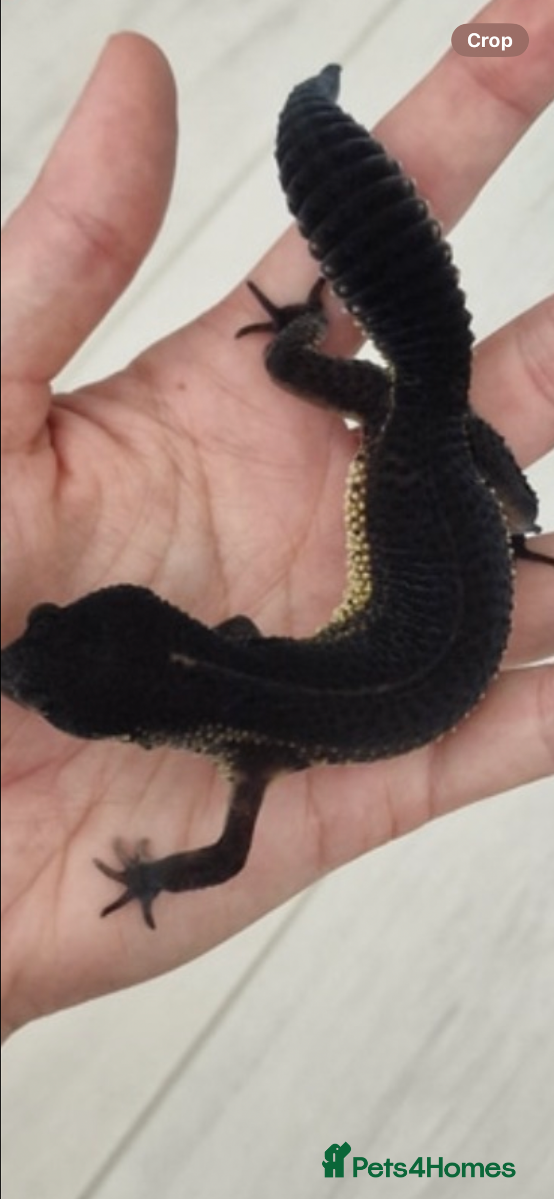 Leopard Gecko reptiles for sale: 3 x pure black night leopard geckos - Advert 5