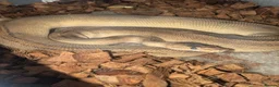 Python Snake reptiles for sale: 2 x royal pythons for sale/rehome in Coalville - Advert 7
