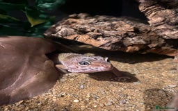Leopard Gecko reptiles for sale: Leopard gecko for sale (with all accessories) - Image 1
