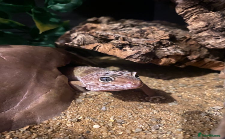 Leopard Gecko reptiles - Advert 1