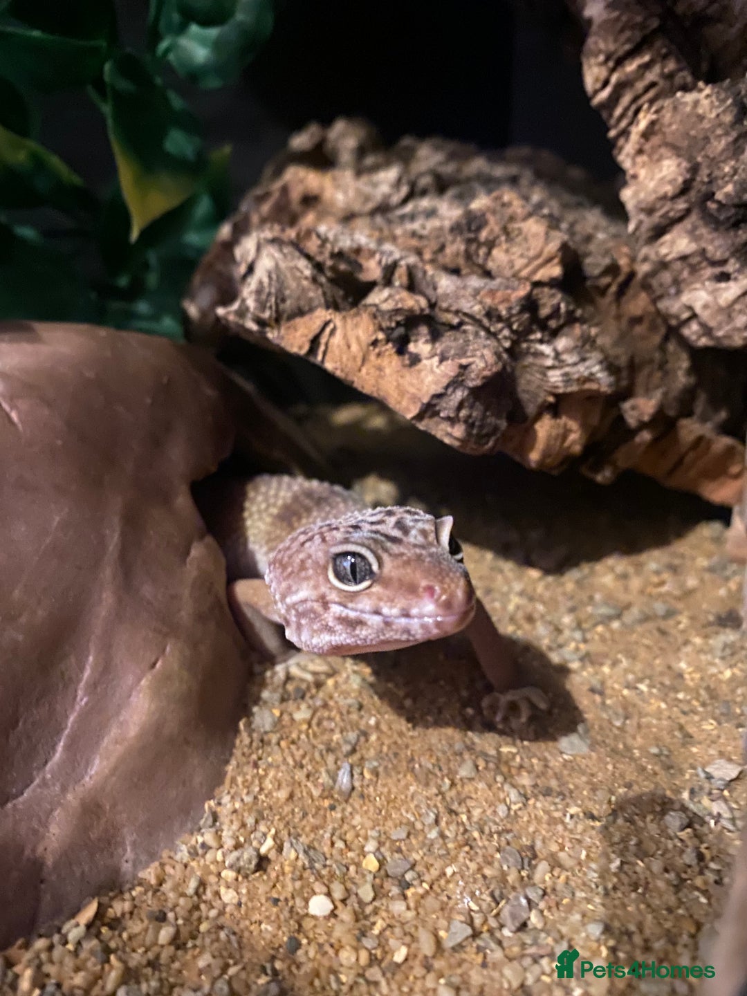 Leopard Gecko reptiles for sale: Leopard gecko for sale (with all accessories) - Image 1
