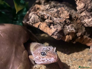 Leopard Gecko reptiles - Advert 9