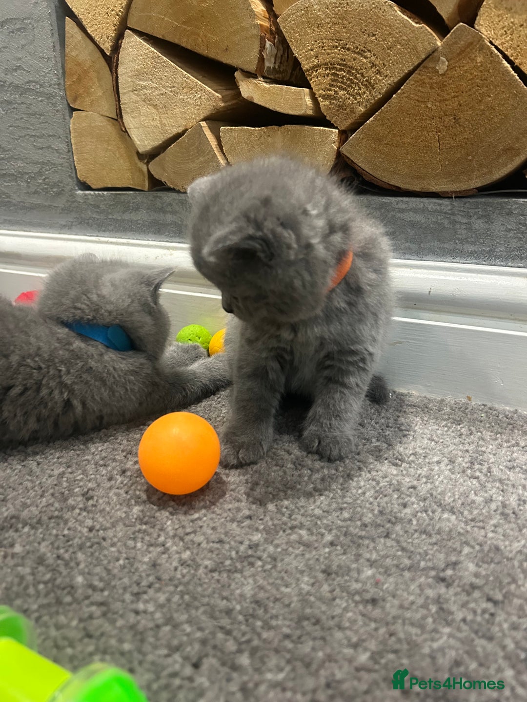 British Shorthair cats for sale: Pedigree Blue British Shorthair 💙💙💙💗💗💗💗 - Image 8