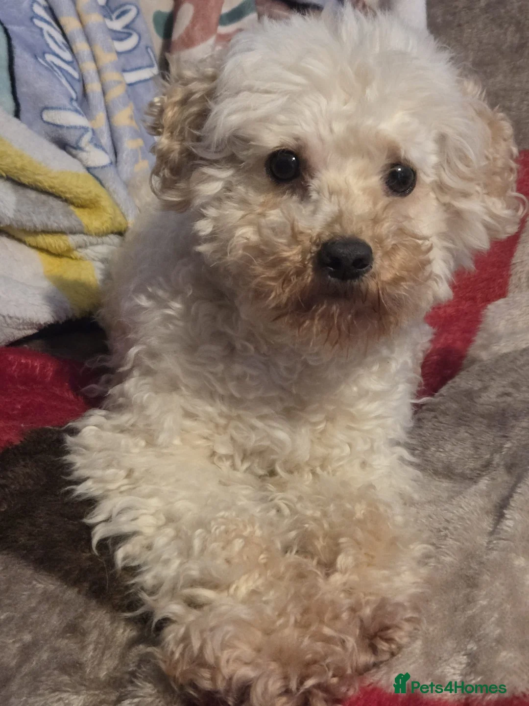 Jackapoo dogs for sale:  🐶 Jackapoo For Rehoming – Loving Home Wanted 🐶 - Advert 3