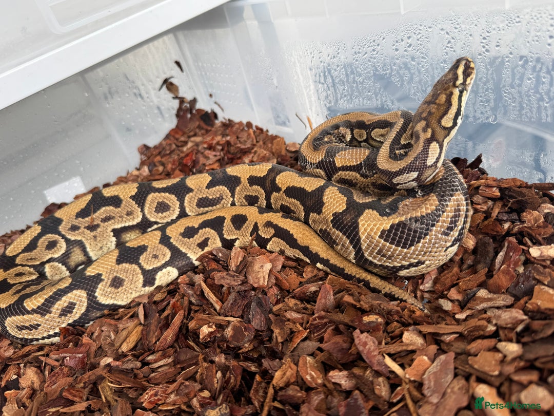 Snake reptiles for sale: Royal python adults  - Image 2