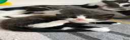 Mixed Breed cats for sale: Cute and playful kittens looking for a new home - Advert 9