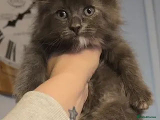 Mixed Breed cats Ragcoon mix last little girl - Advert 16