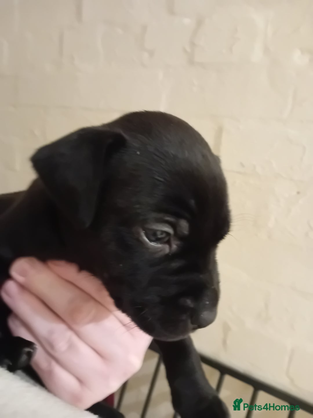 Mixed Breed dogs for sale: Labrador cross - Advert 7