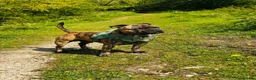 Staffordshire Bull Terrier dogs for stud: KC REGISTERED BRINDLE STAFF FOR STUD  - Advert 5